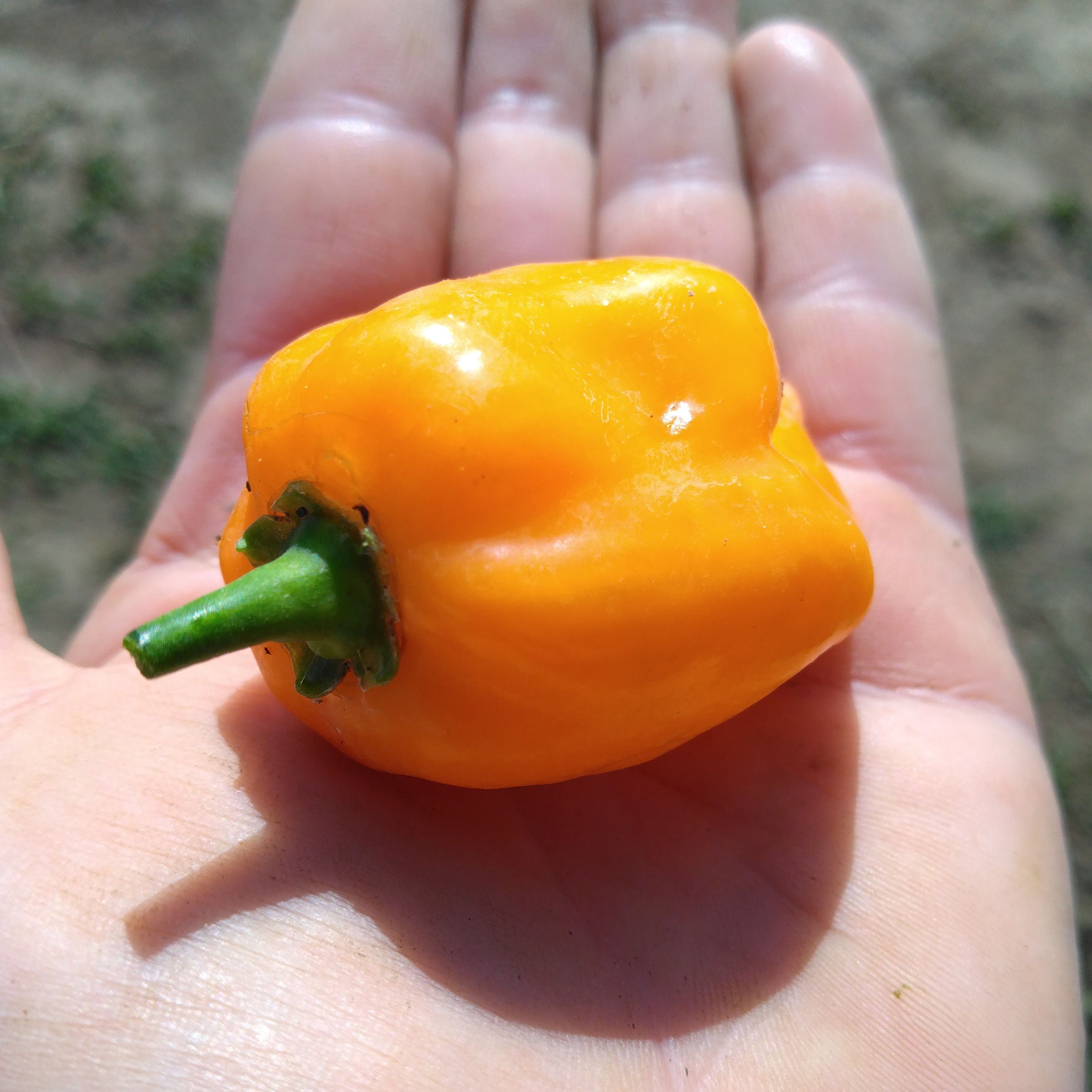 Piment Habanero