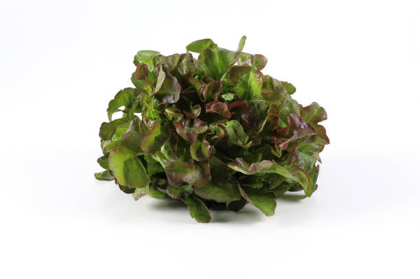 Laitue feuille de chêne rouge