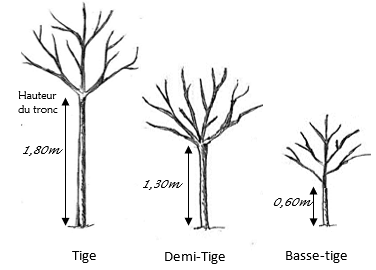Pommier - Malus domestica "Reinette Vignat"