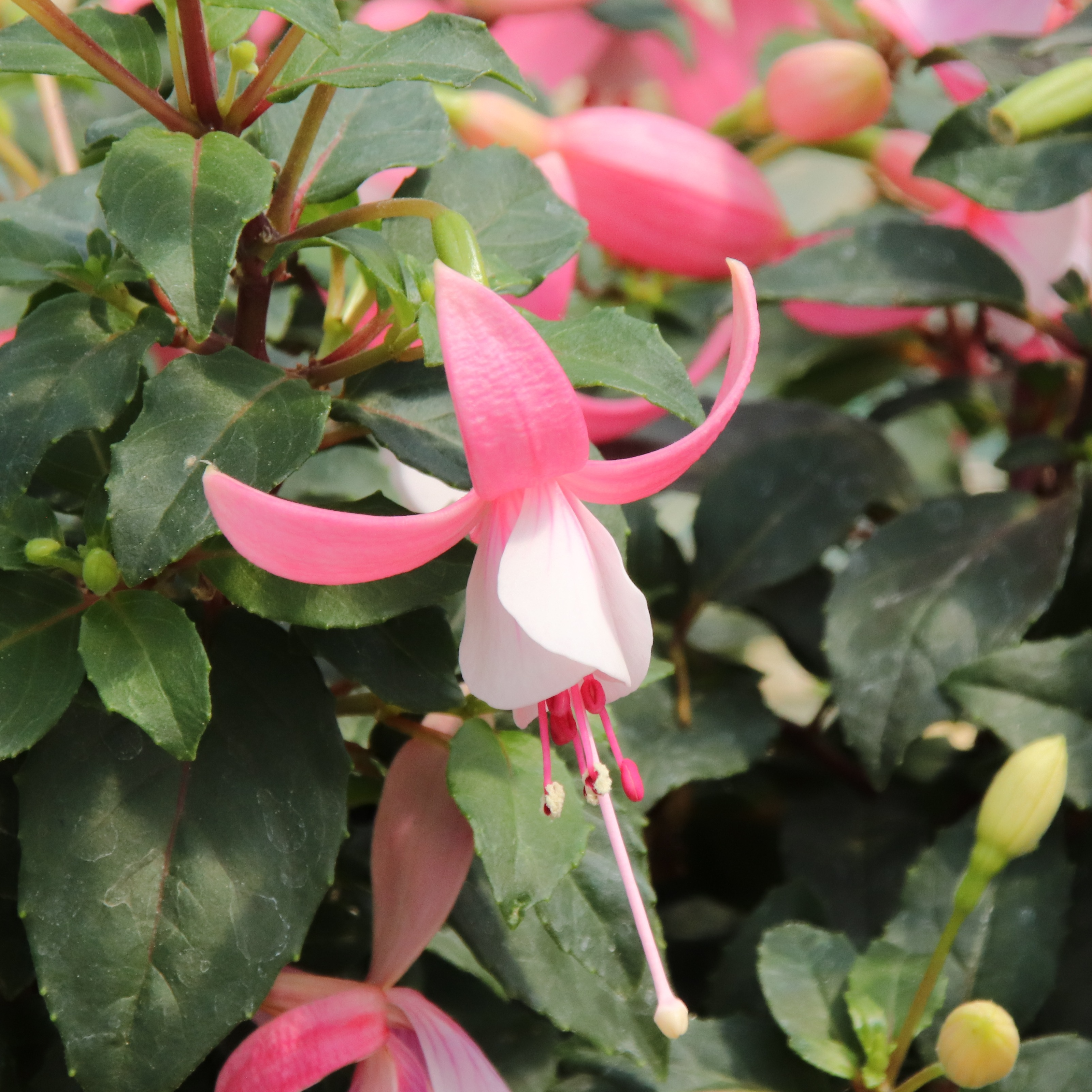 Fuschia
