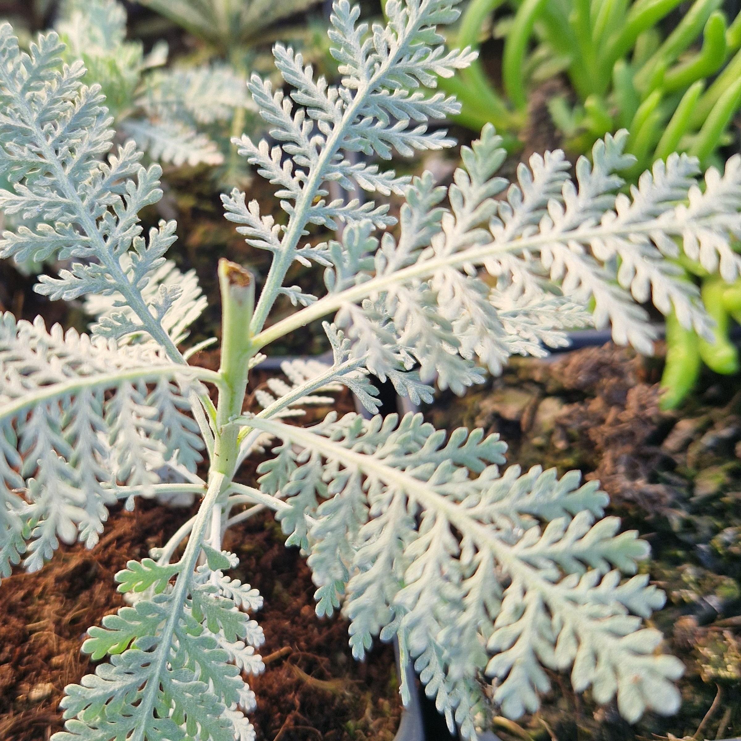 Tanacetum ptarmiciflorum