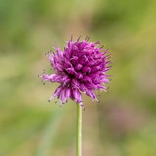 Fleurs d'ail à tête ronde (par 10)