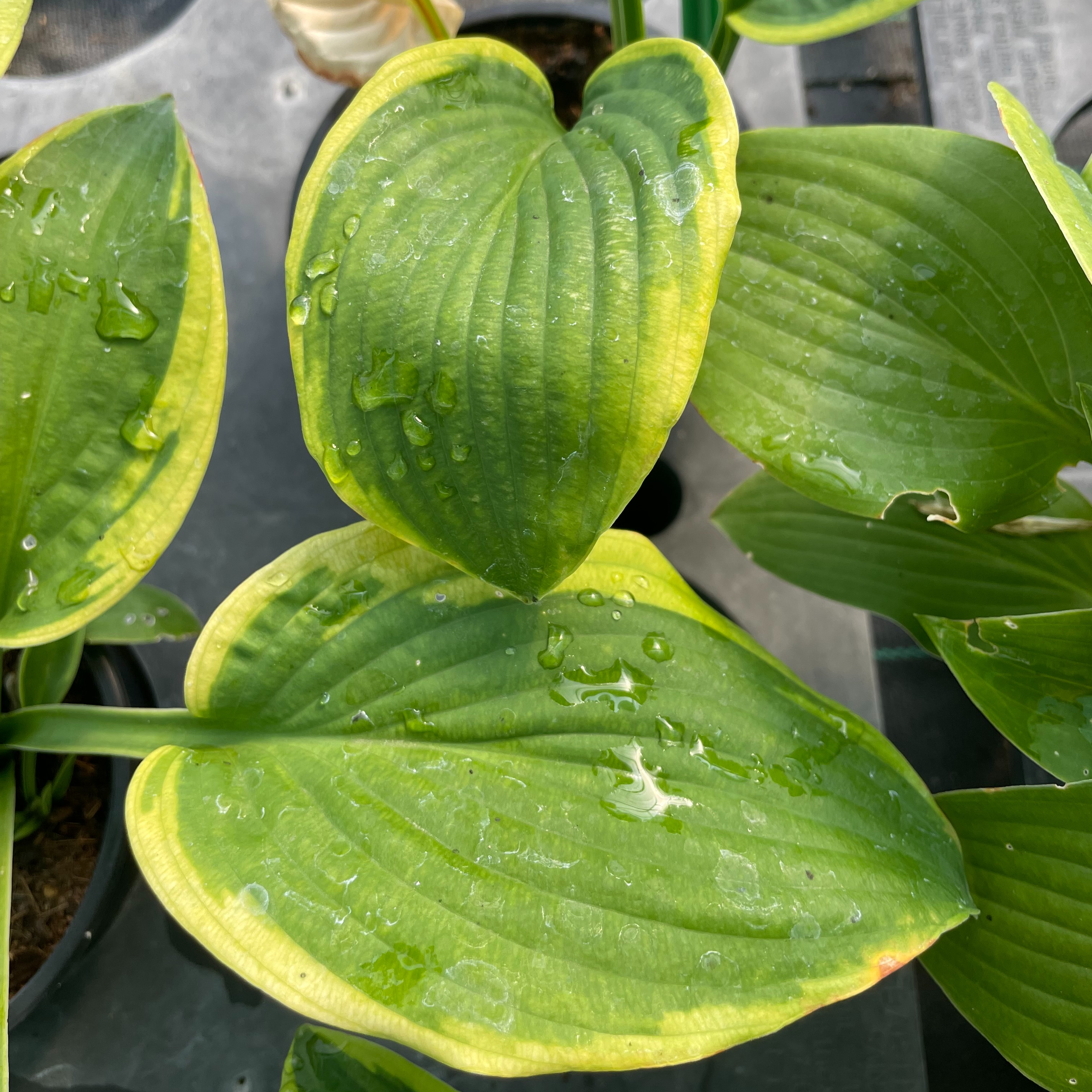 Hosta ‘Mayan Moon’