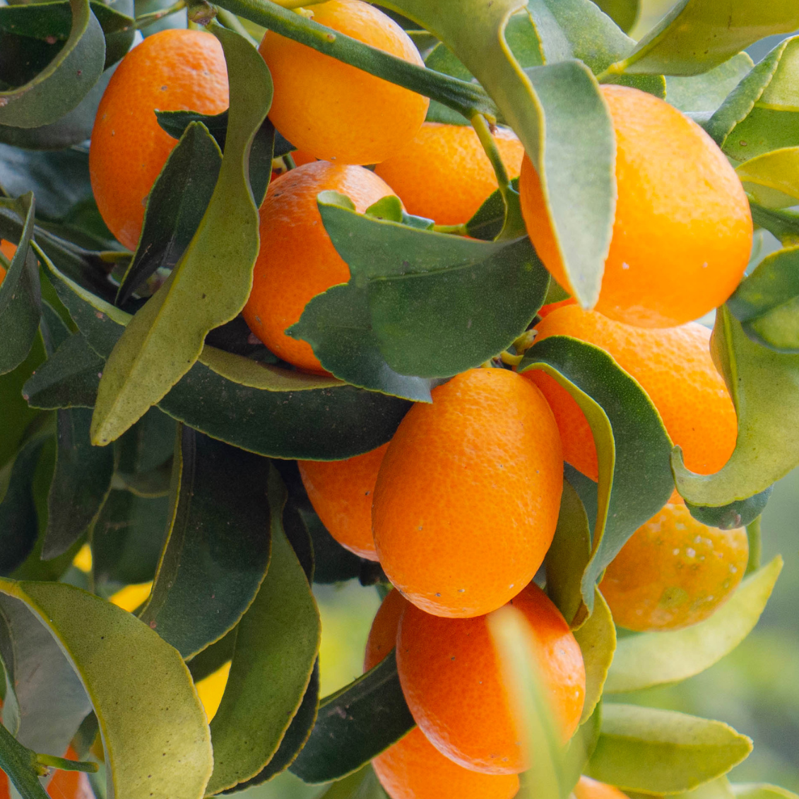 Kumquat long - 3l