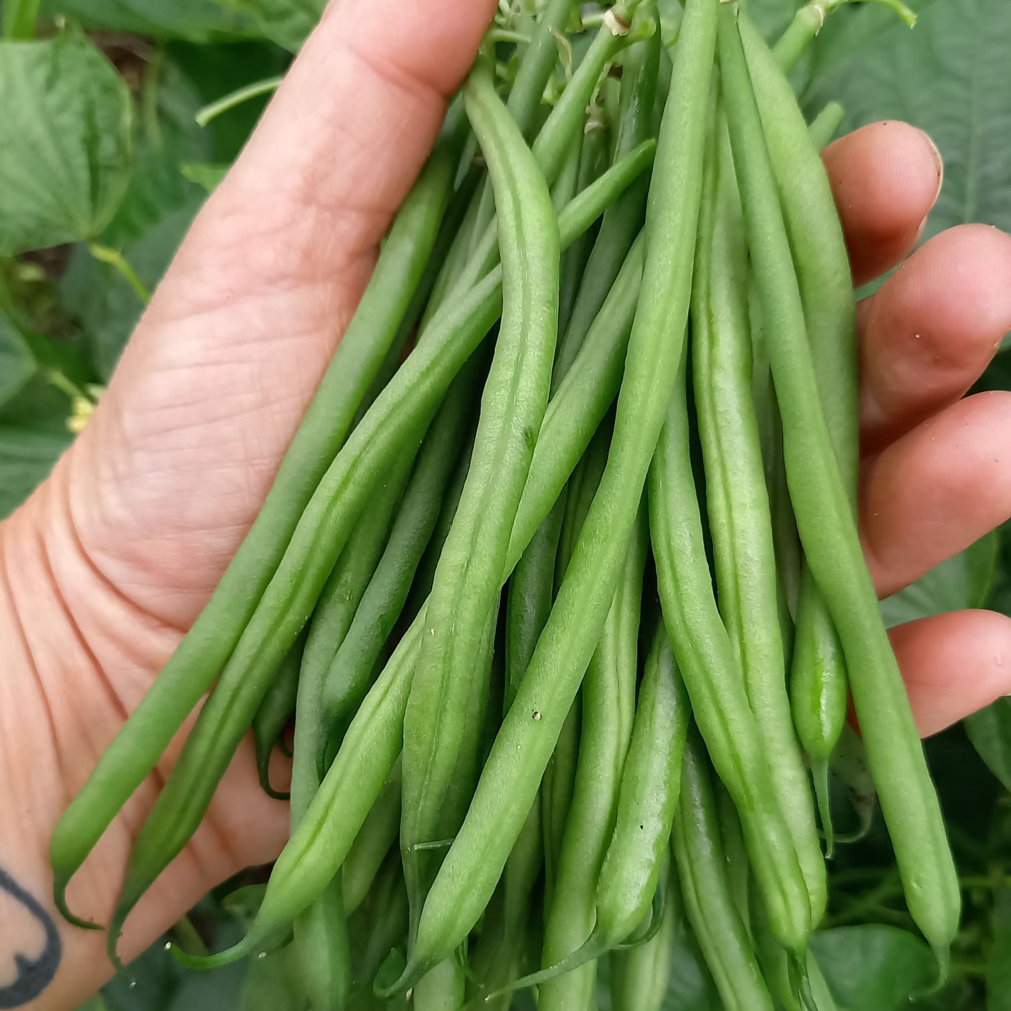 Haricots verts 500 gr