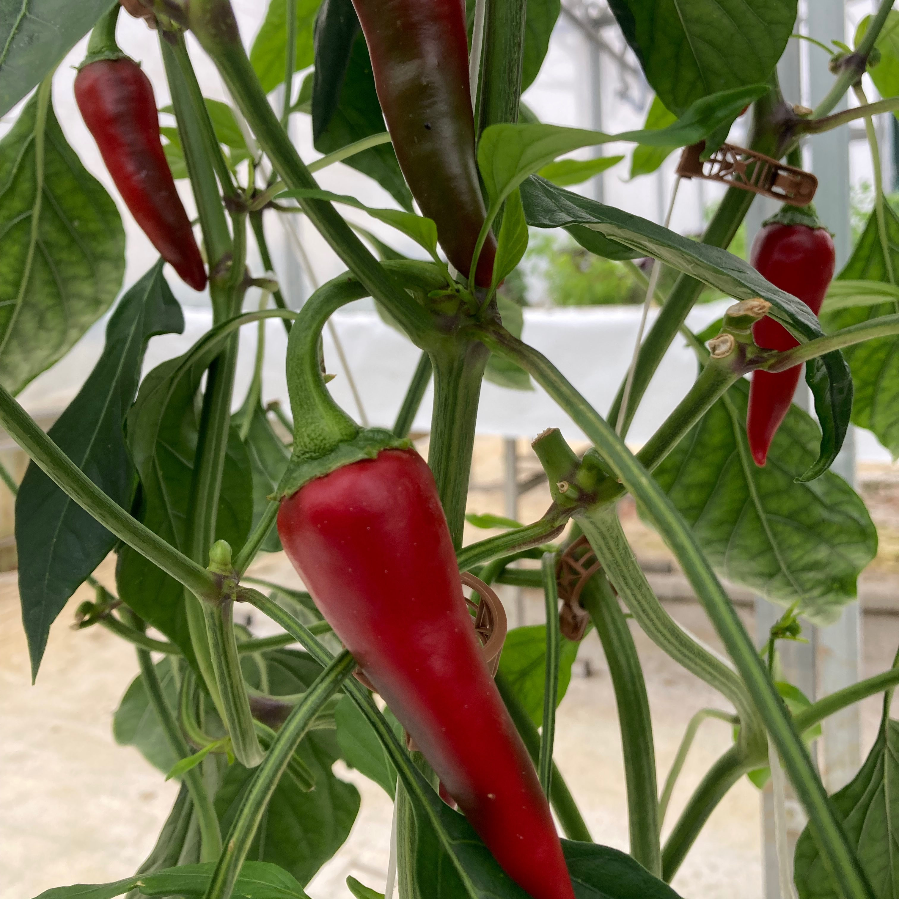 Piment de Cayenne