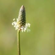 Fleurs de plantin (par 50)