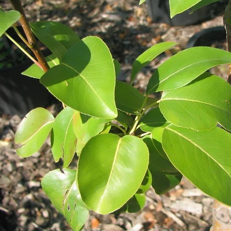 Porte greffe Poirier 'Farold87' Racines nues