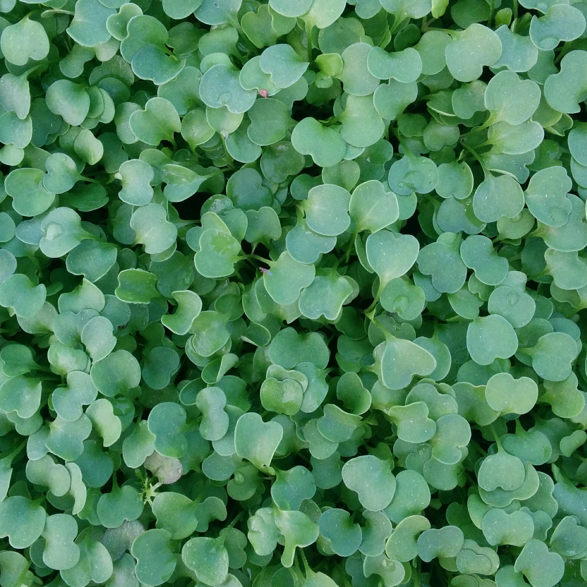 Roquette Micro-pousses