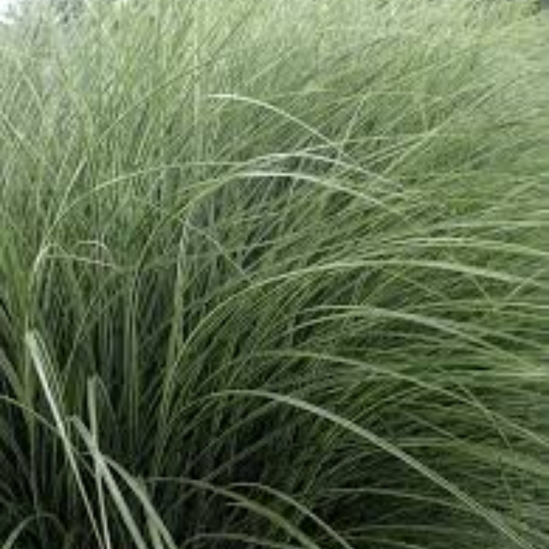 Miscanthus sinensis ‘Morning Light’
