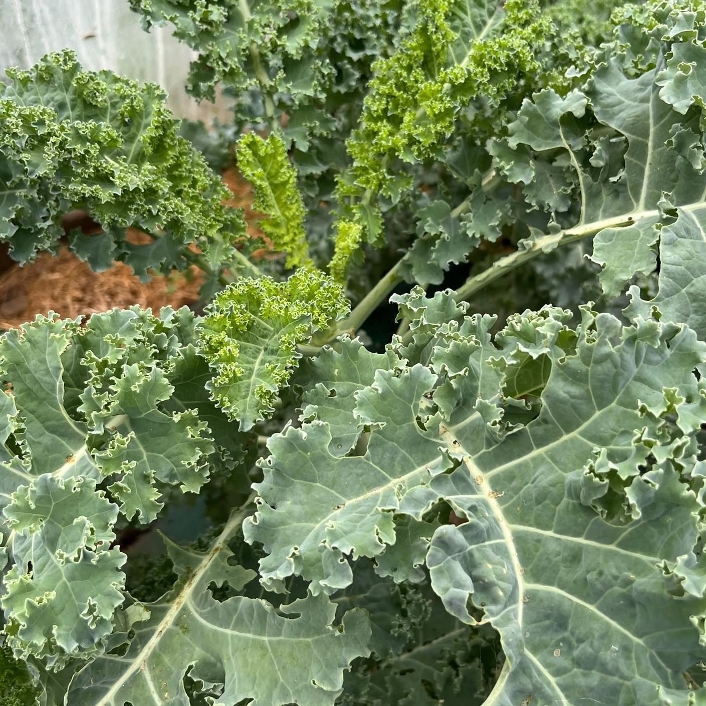 Chou Kale