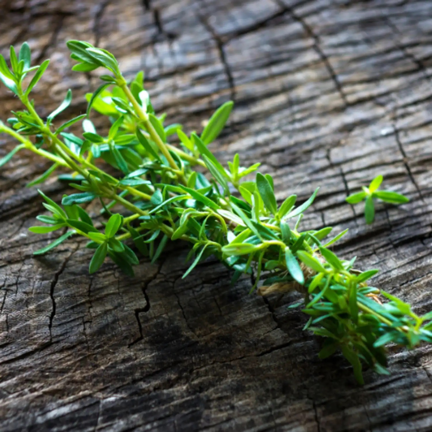 SARRIETTE CITRON P Bio