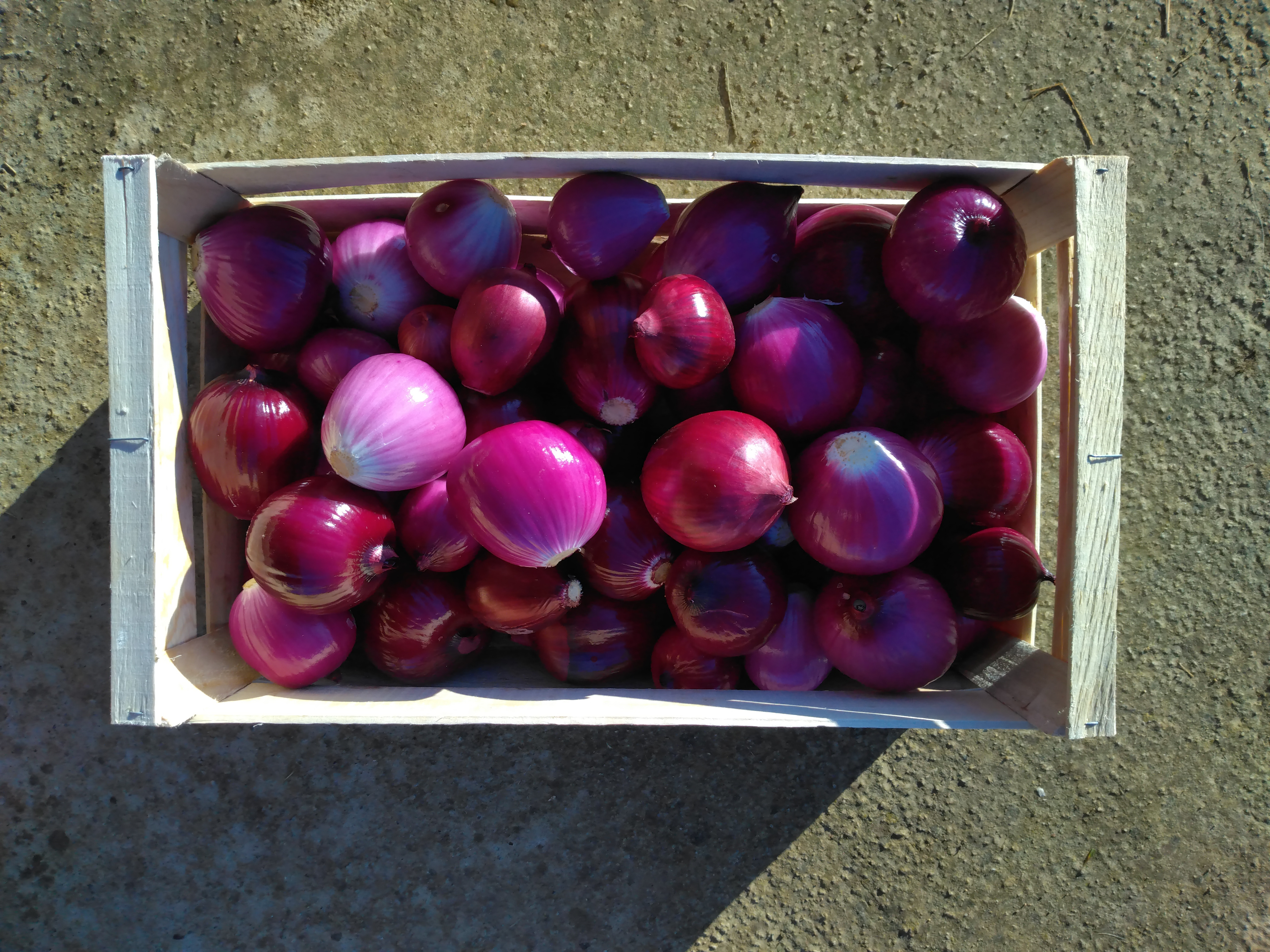 Oignons rouges