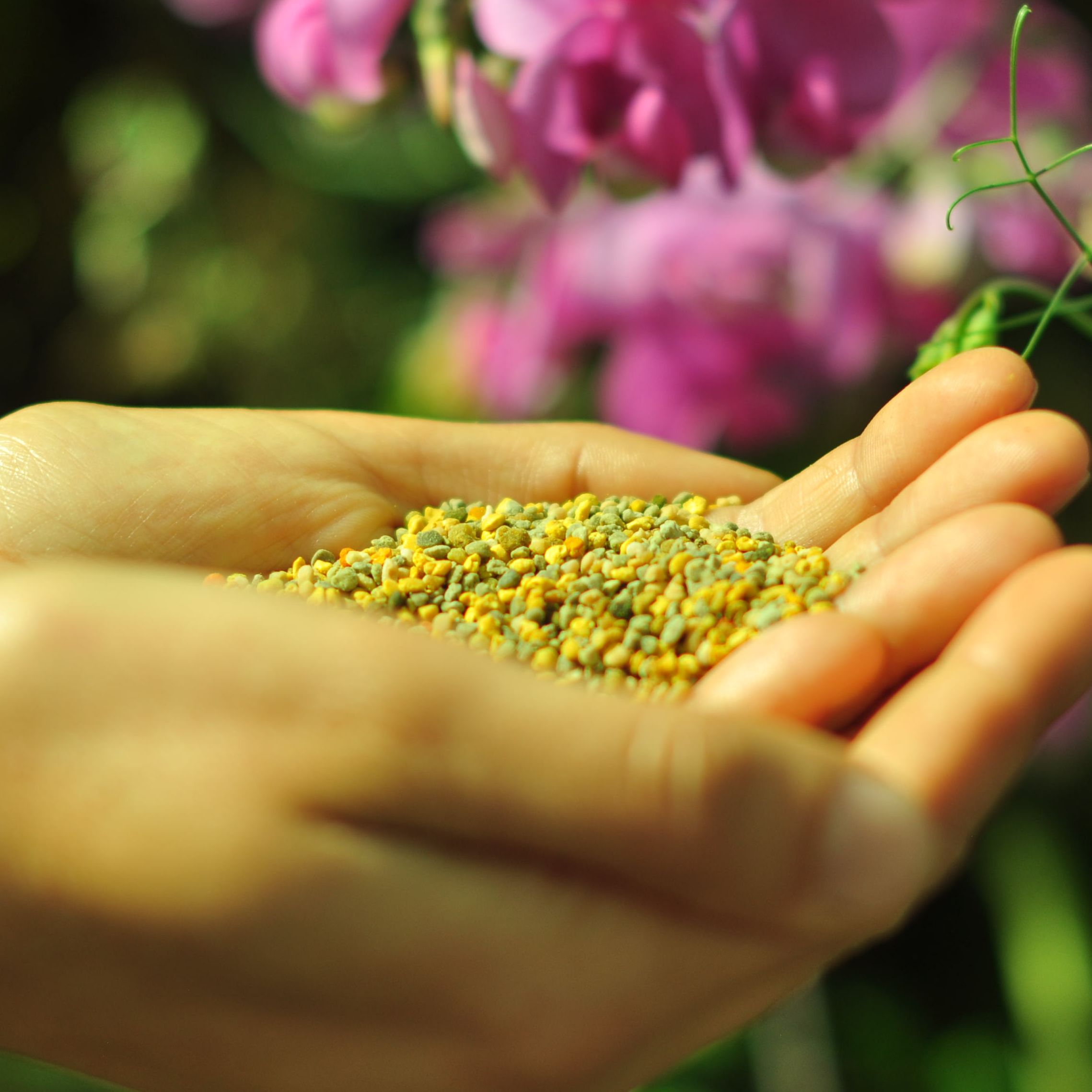 Pollen frais (vrac / au kg)