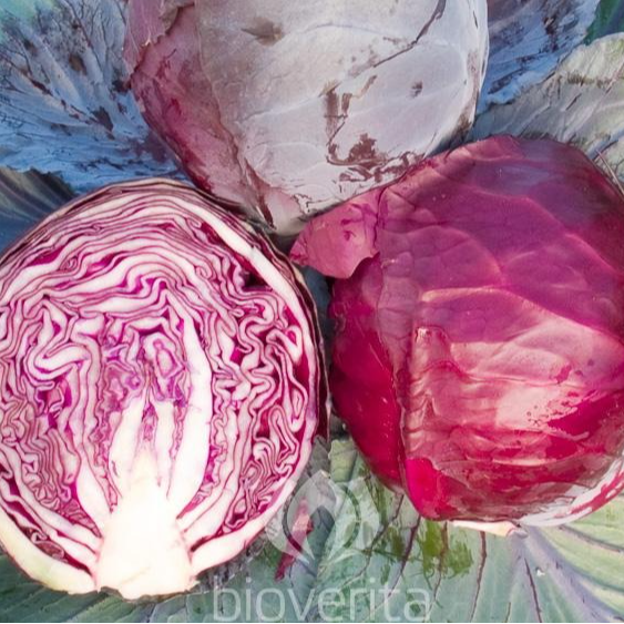 PLANT DE CHOU ROUGE Rodynda (tardif)