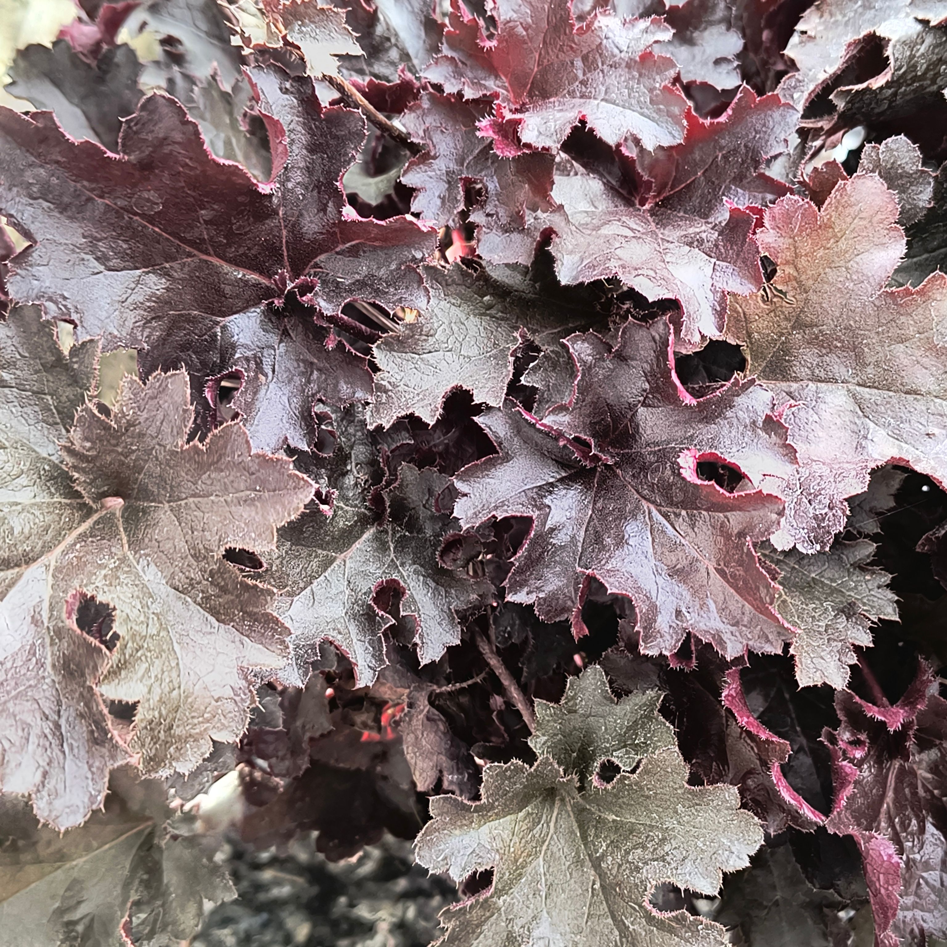 Heuchère "Blackbeauty"