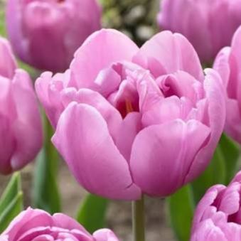 Tulipe Table Dance