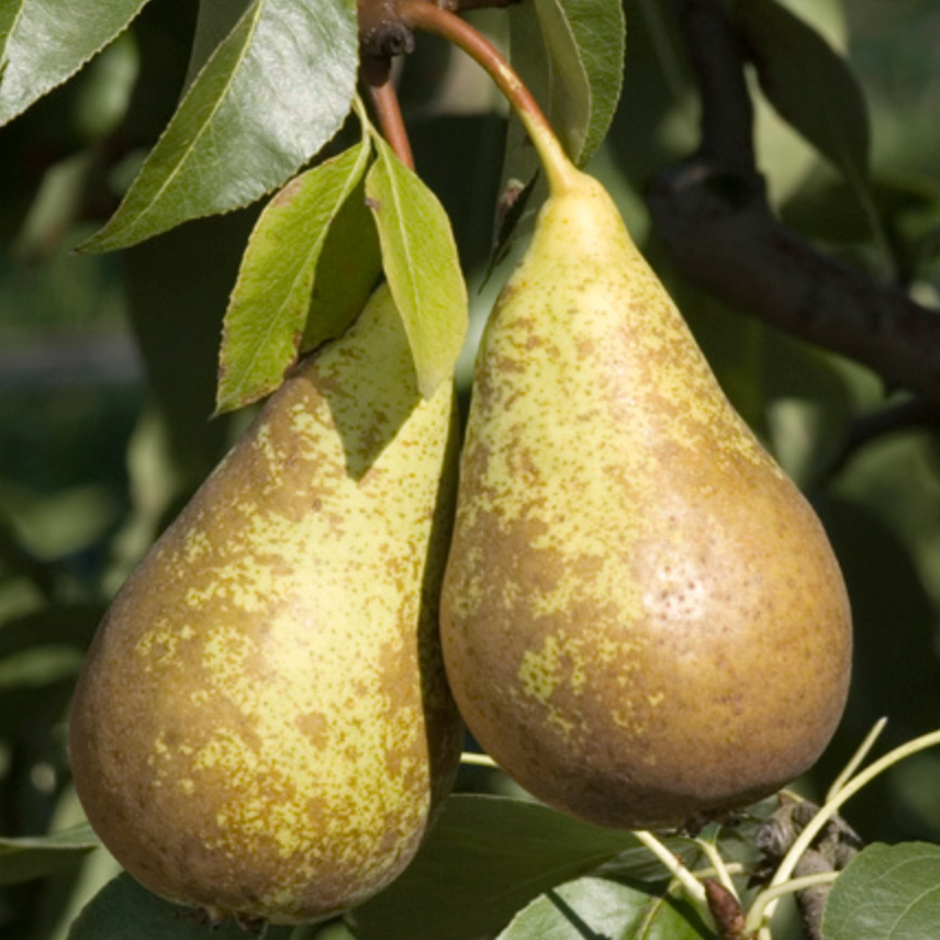 Poirier 'Conference' / OHF87 Racines nues