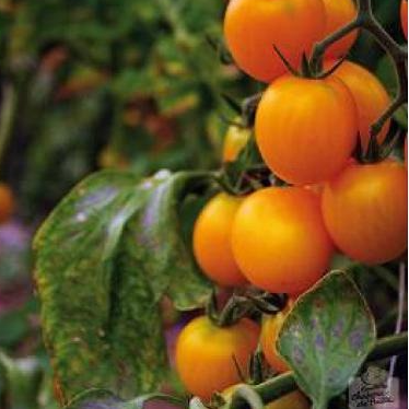 Tomates Cerises Jaunes 500Gr (origine: La Cueillette 59 France)