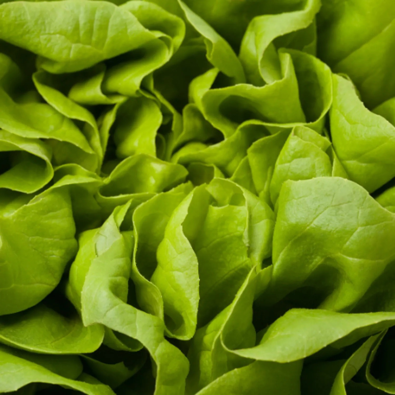 SALADE - LAITUE VERTE Bio - 3 plants