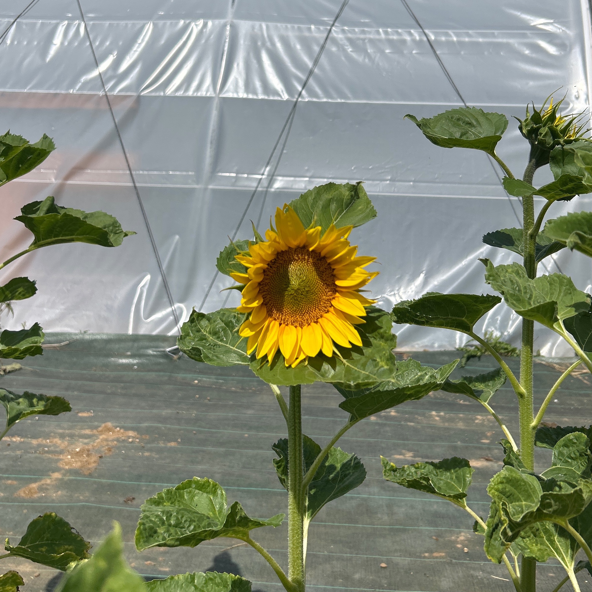 Tournesols mix (jaunes, oranges et bruns)