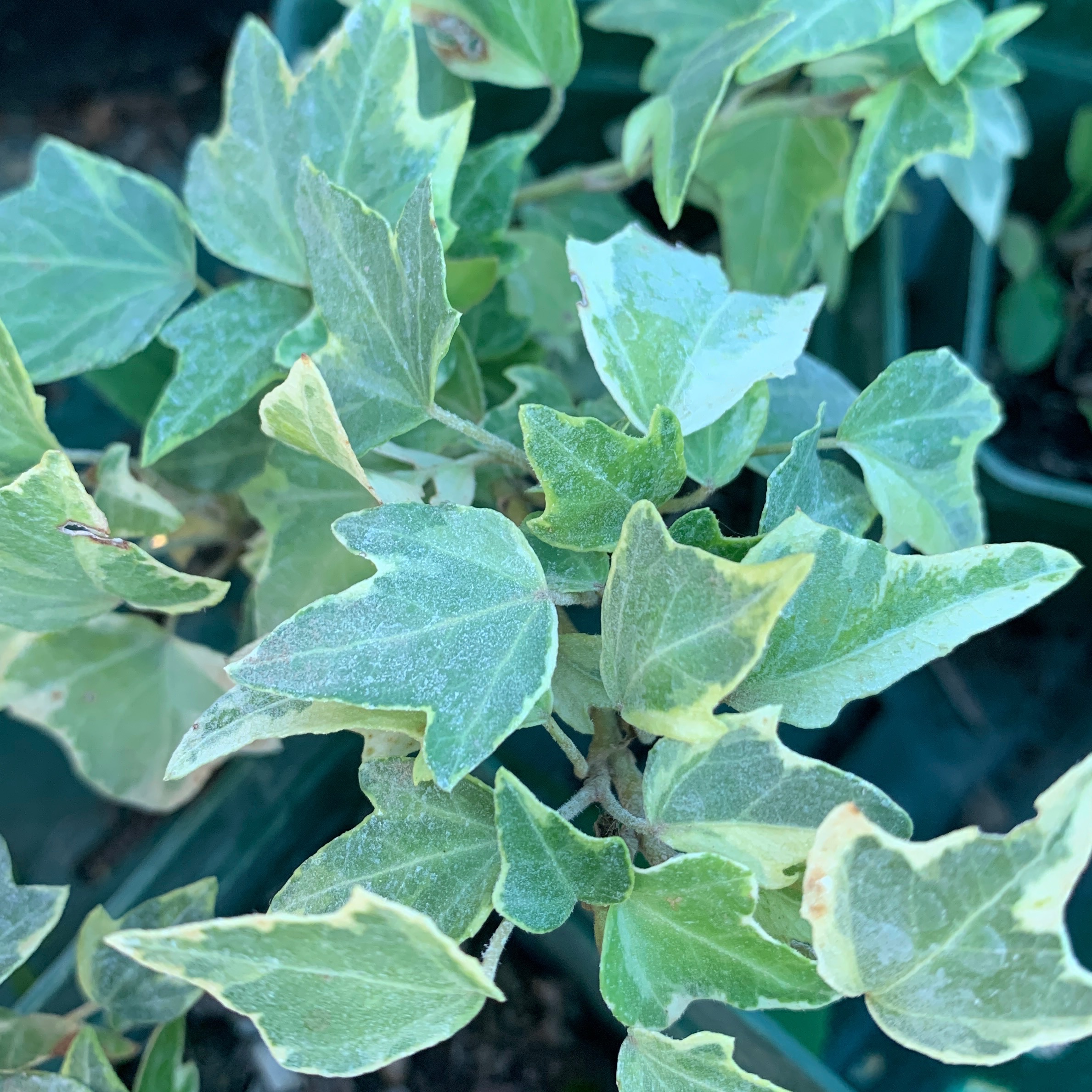 Lierre panaché - gdt 9