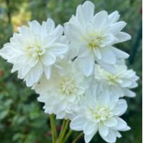 Tubercule - Dahlia Eternal Snow