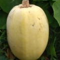 Courge Spaghettis - 1,25kg