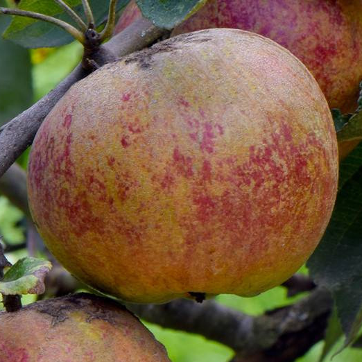 Chailleux - Très vigoureux