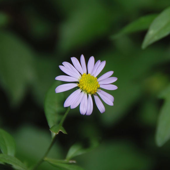 Aster d’Inde - gdt 9