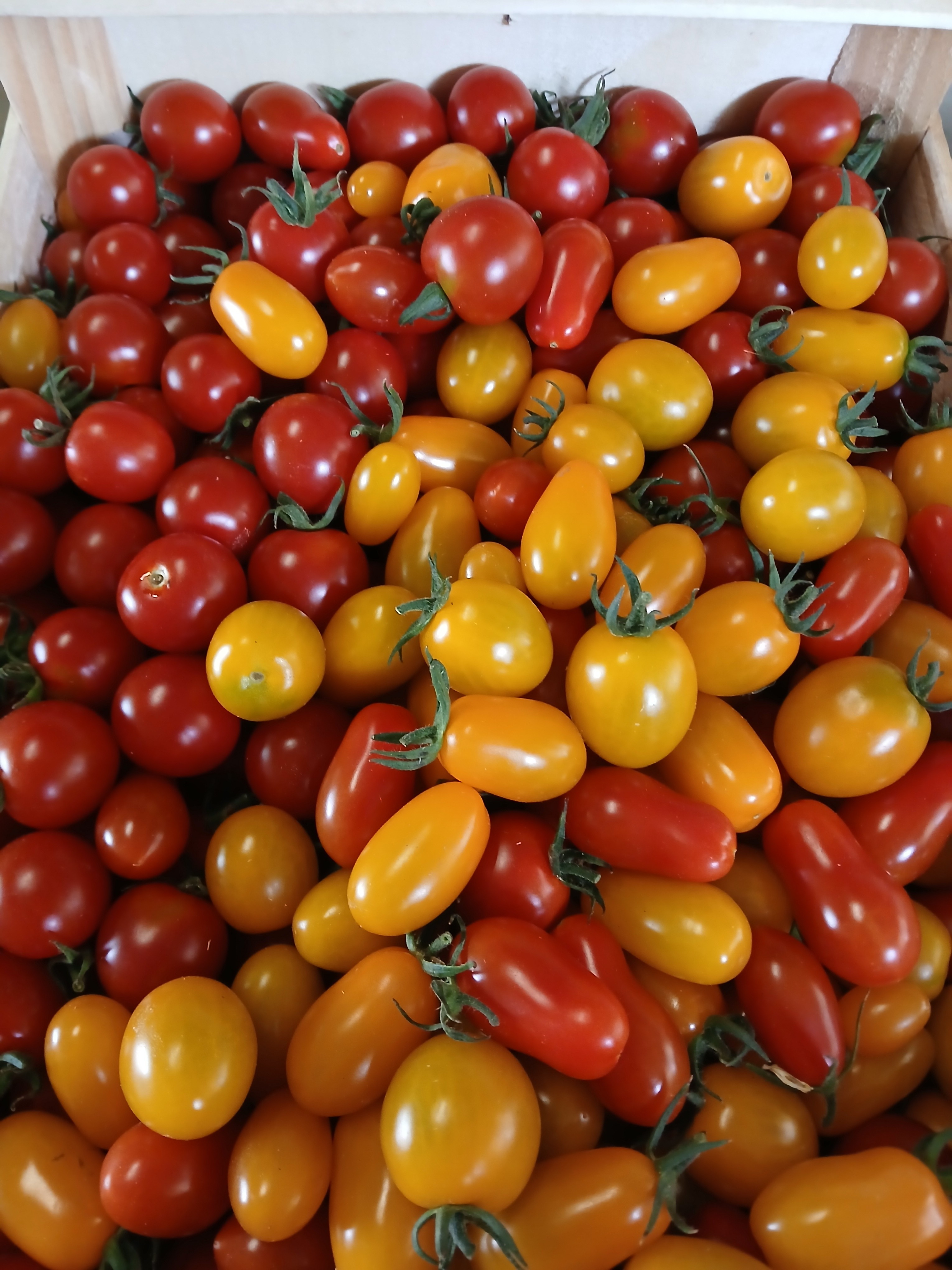 Tomate Cerise (toutes formes et couleurs confondues)
