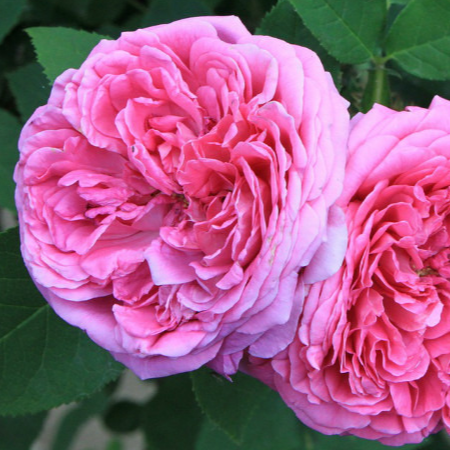Macérat huileux de Rose - 50ml