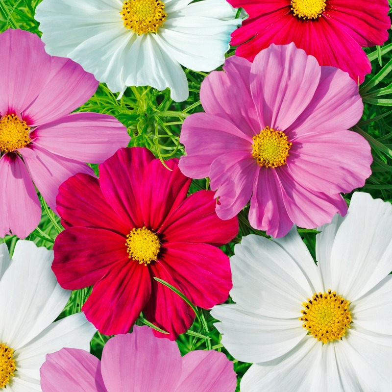 Fleurs de cosmos mix couleurs (par 10)