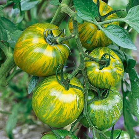 Tomate Green Zebra
