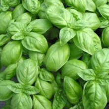 Basilic Grand vert Genovese en pot 10,5 cm