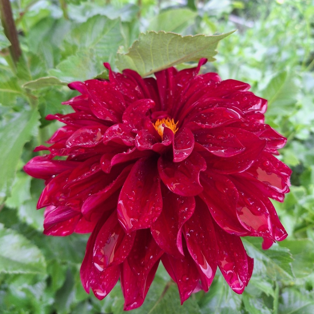 Tubercules de Dahlias–Variété "Spartacus" - 0,15g
