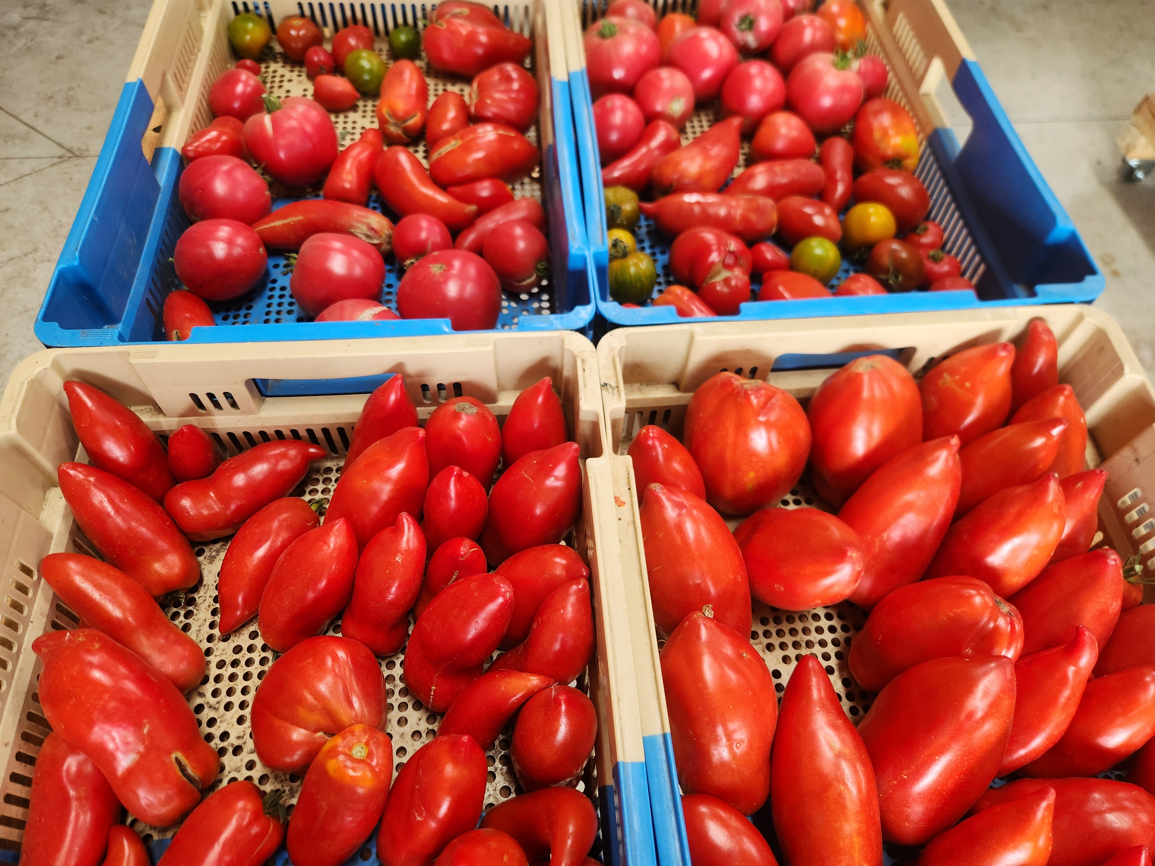 Tomates  de dégustation