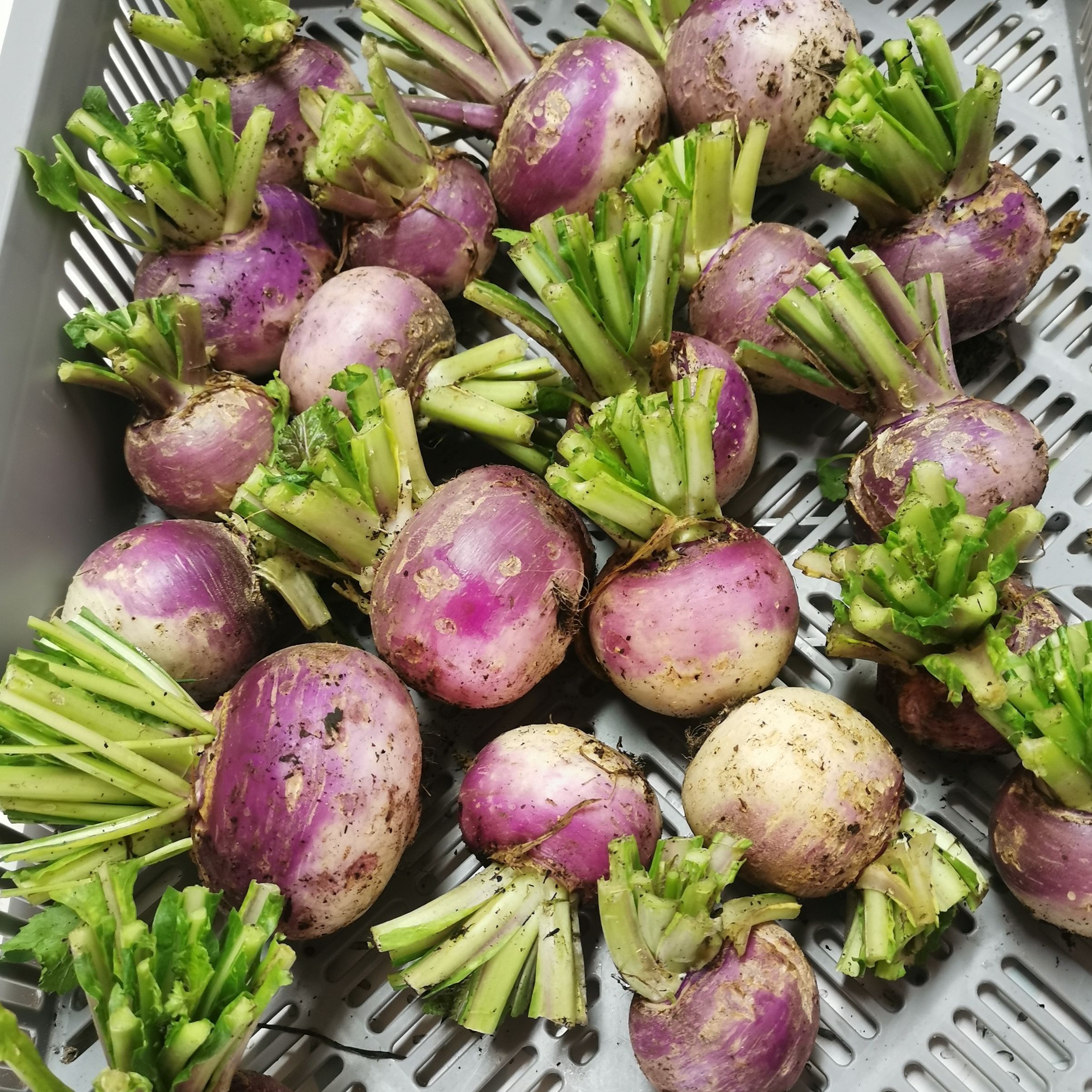 Navet Violet