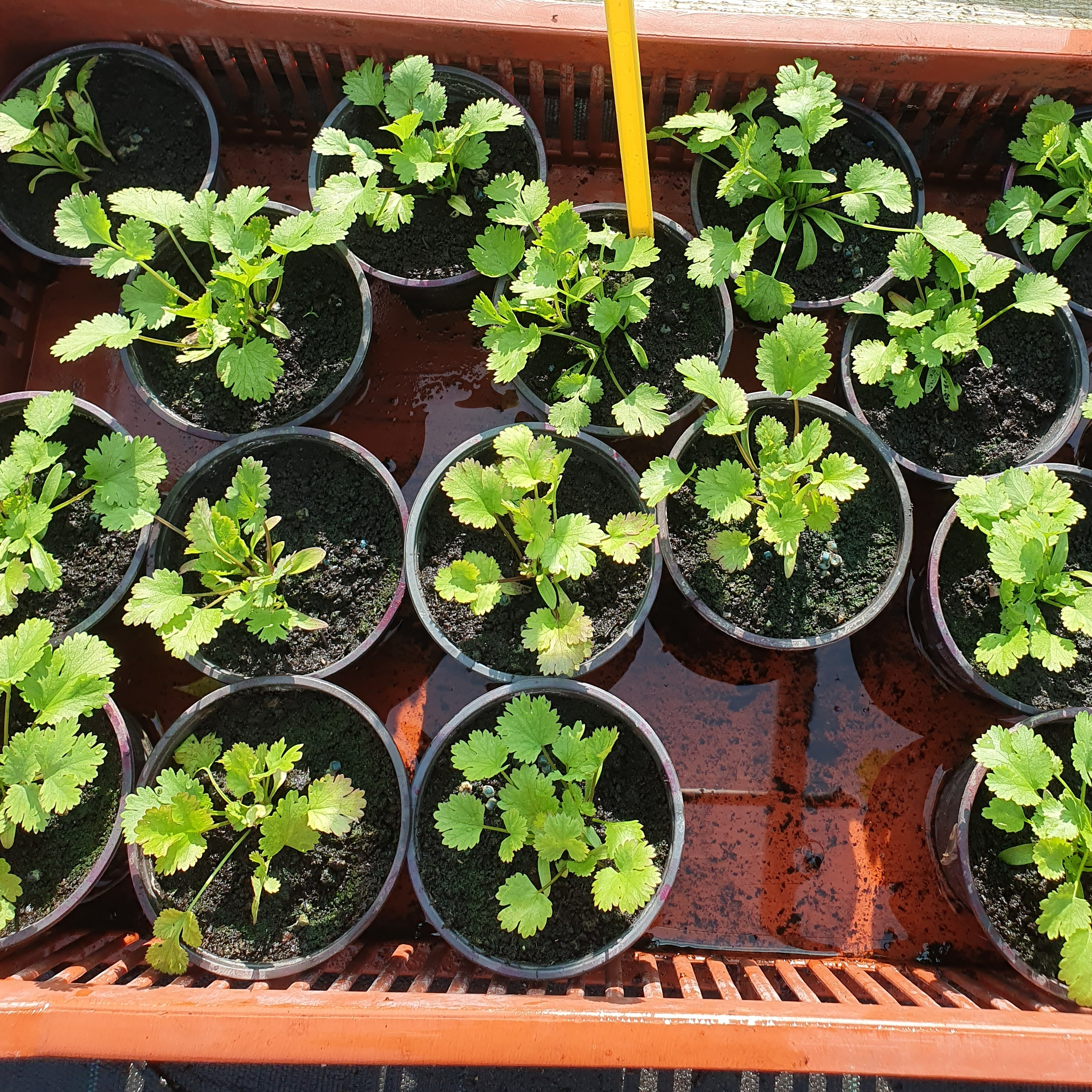 Plant Coriandre mini motte