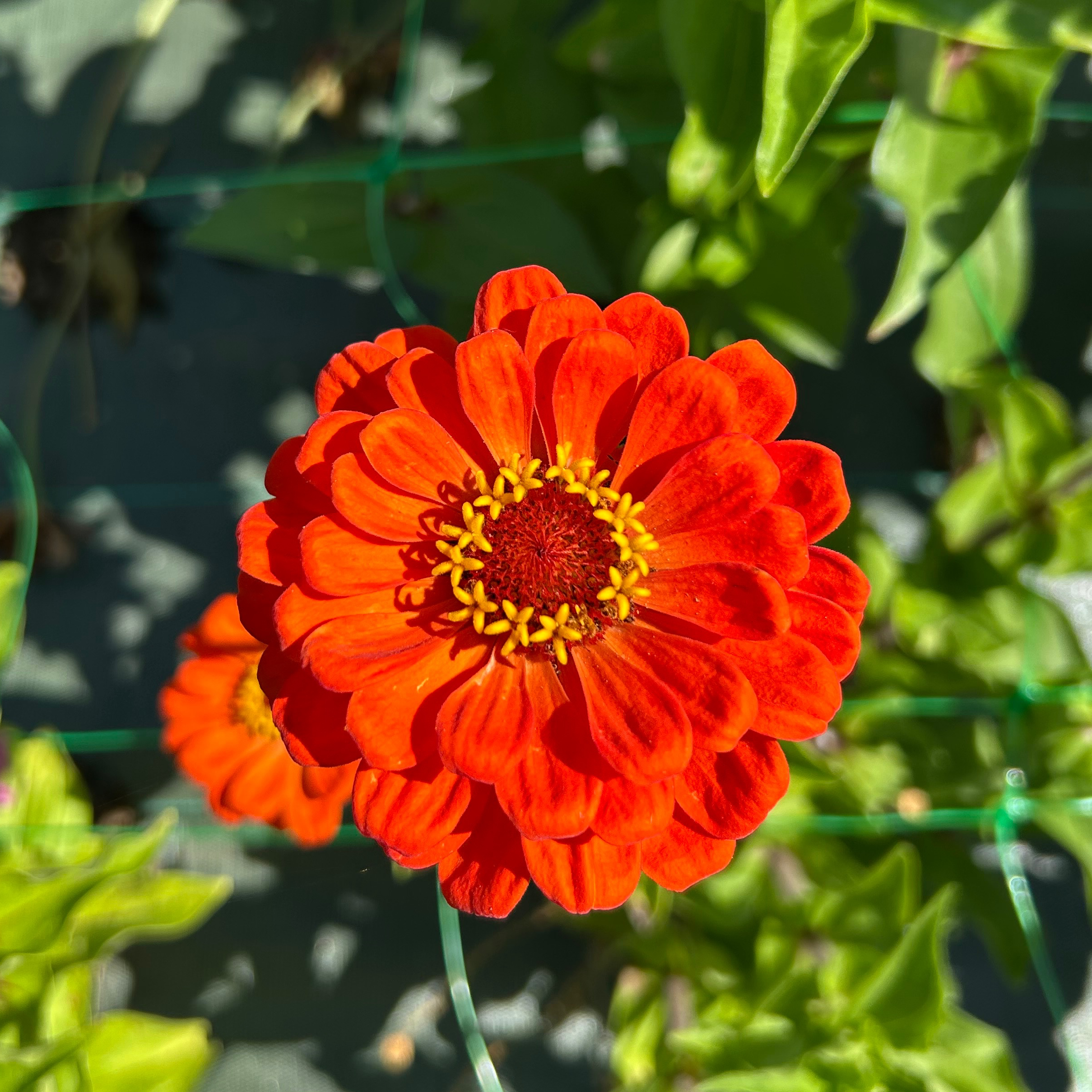 Zinnias oranges simples ou doubles