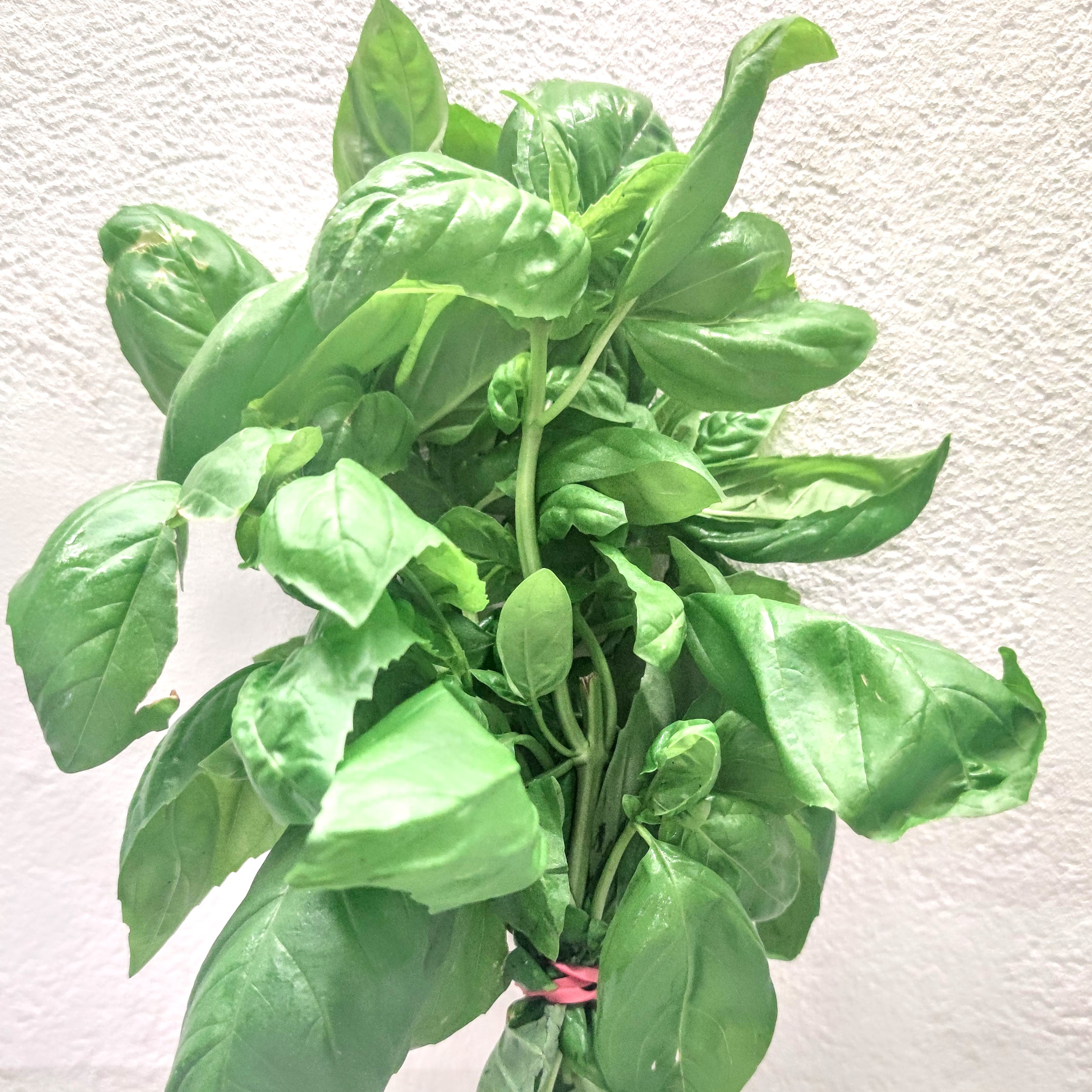 Basilic grand vert - Botte - 50g