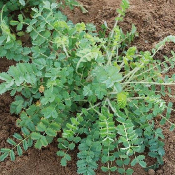 Plant petite pimprenelle "sanguisorba minor" bio