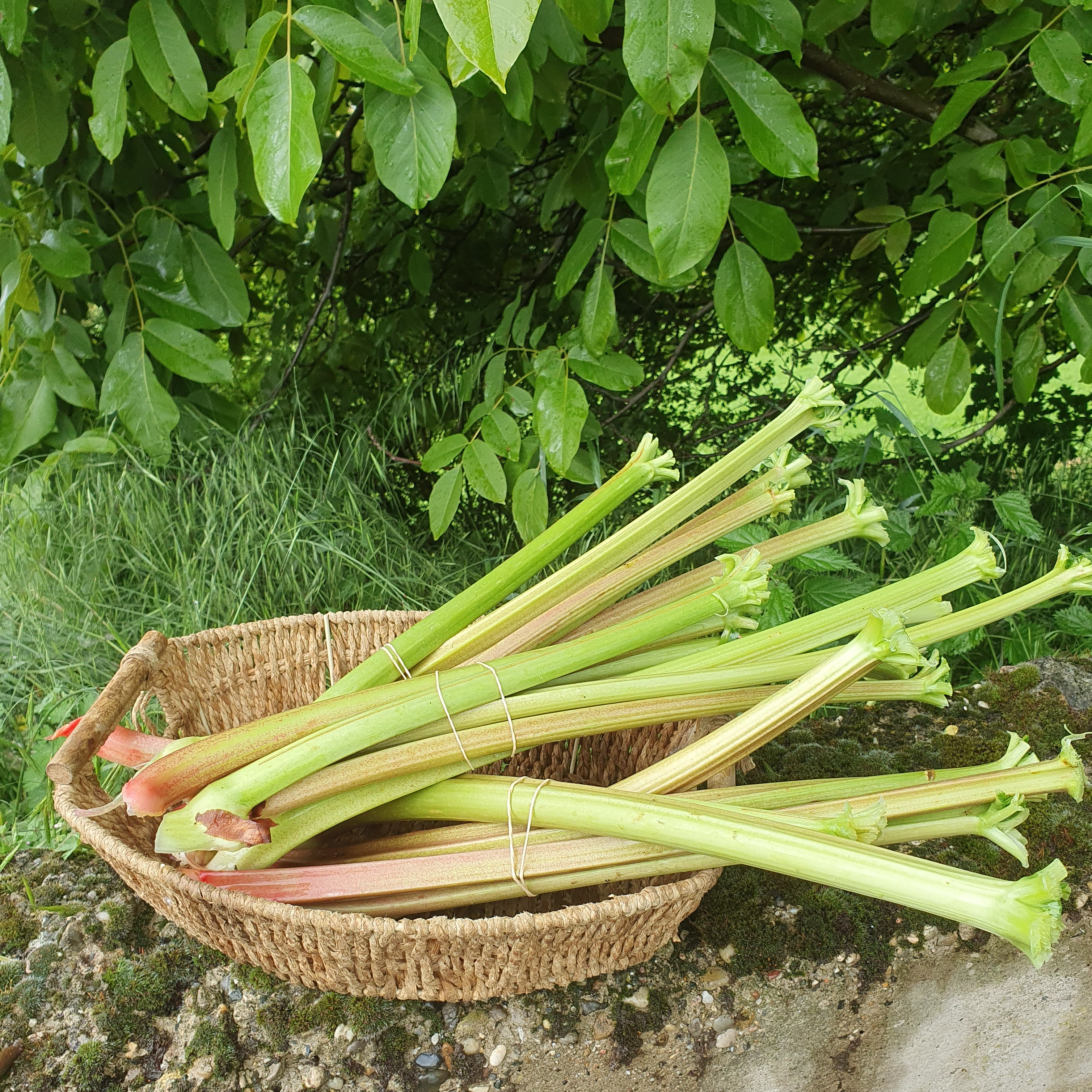 Rhubarbe (Botte)