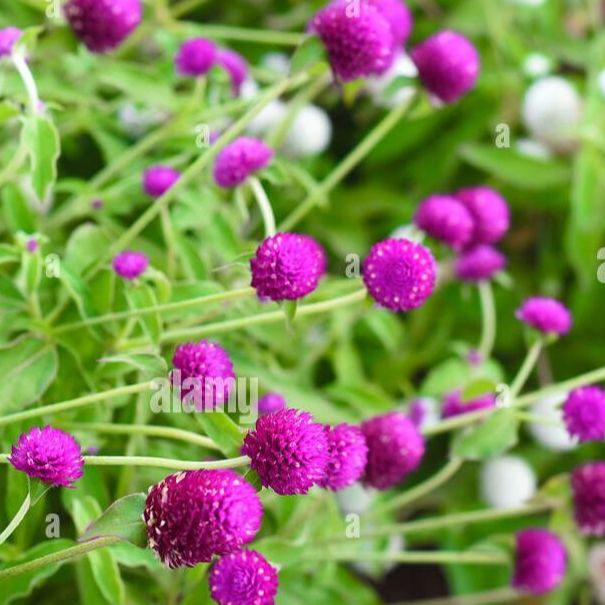 Gomphrena à la tige