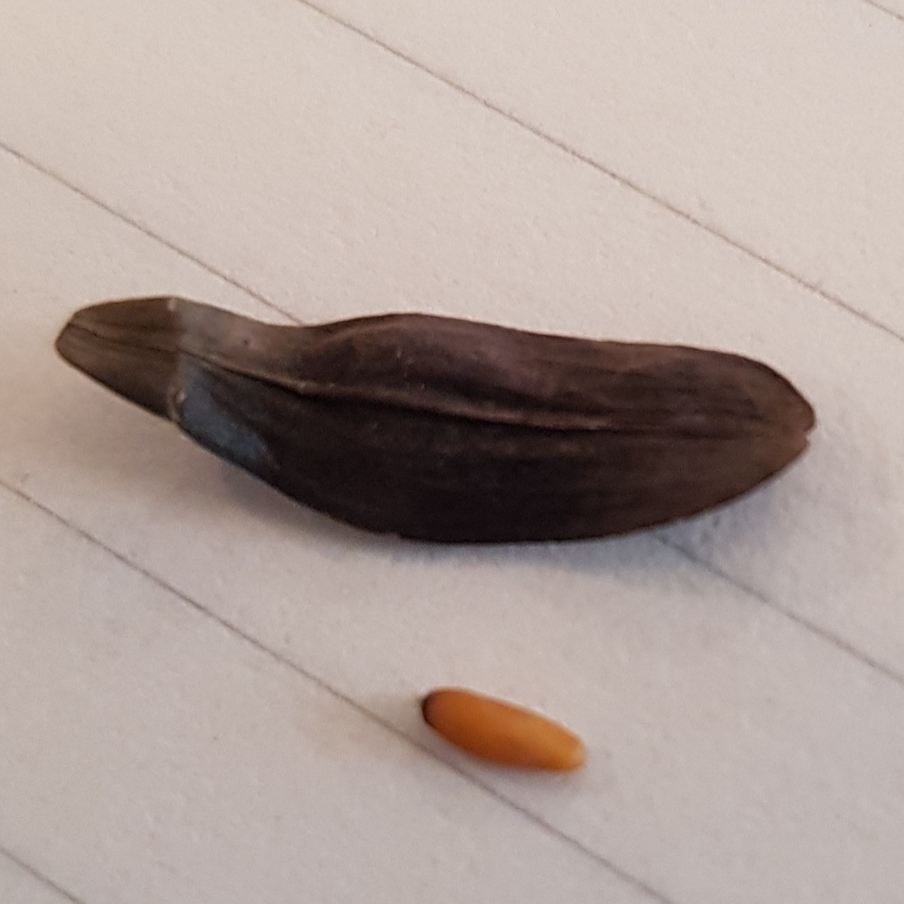 Sachet de semences BIO de pastel - Isatis tinctoria L. - 2g