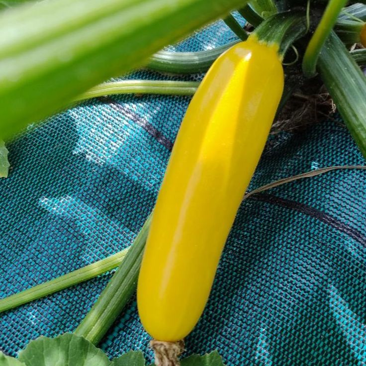 COURGETTE JAUNE