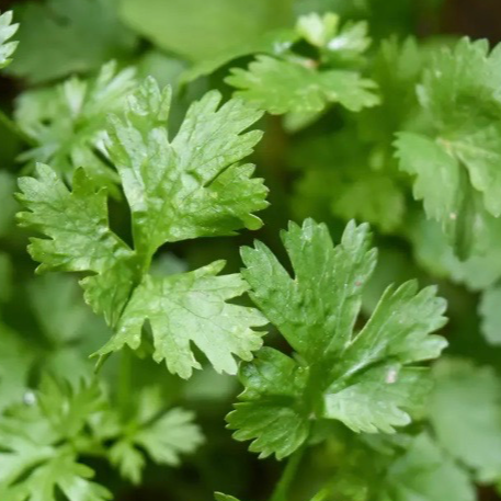 Coriandre