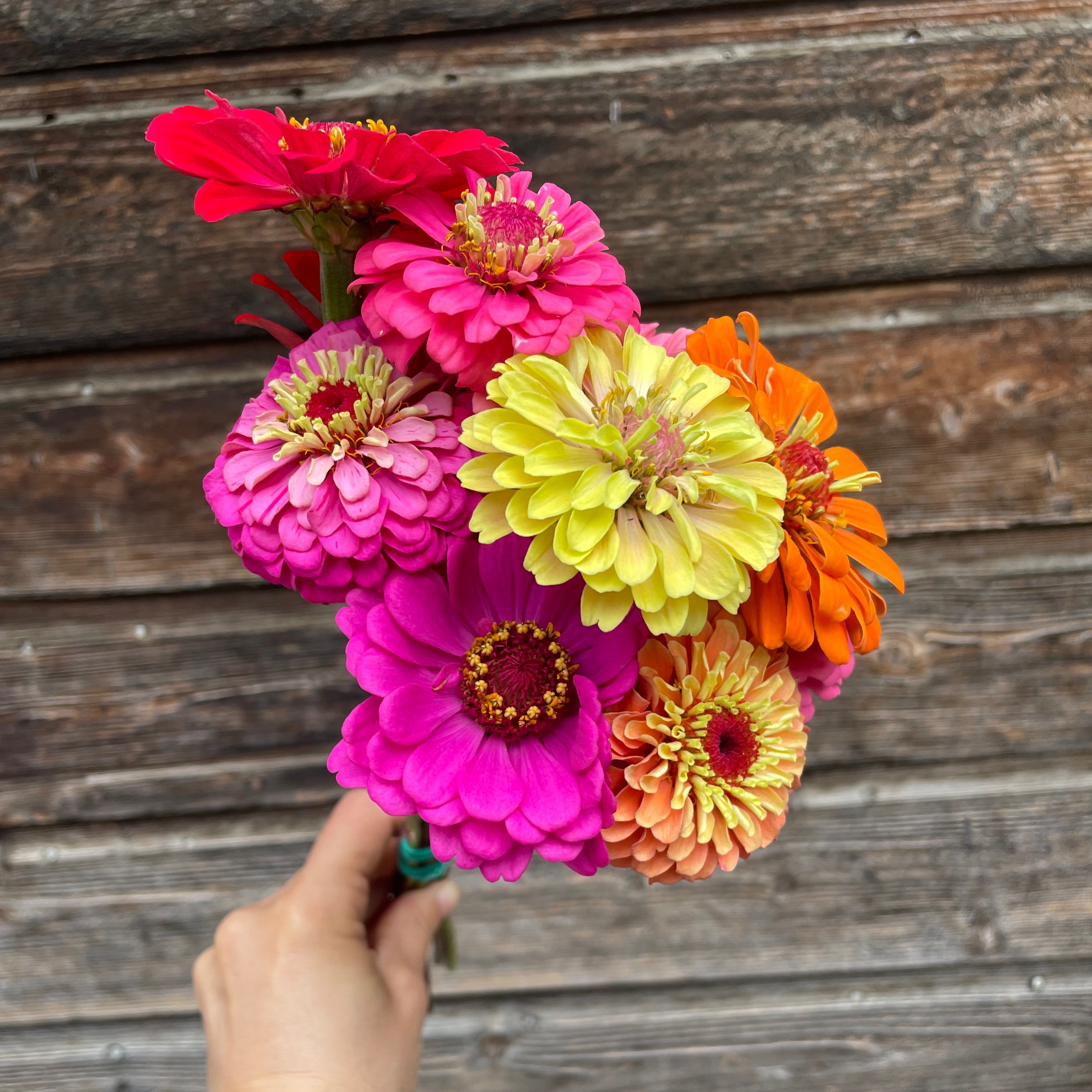 Botte de Zinnia