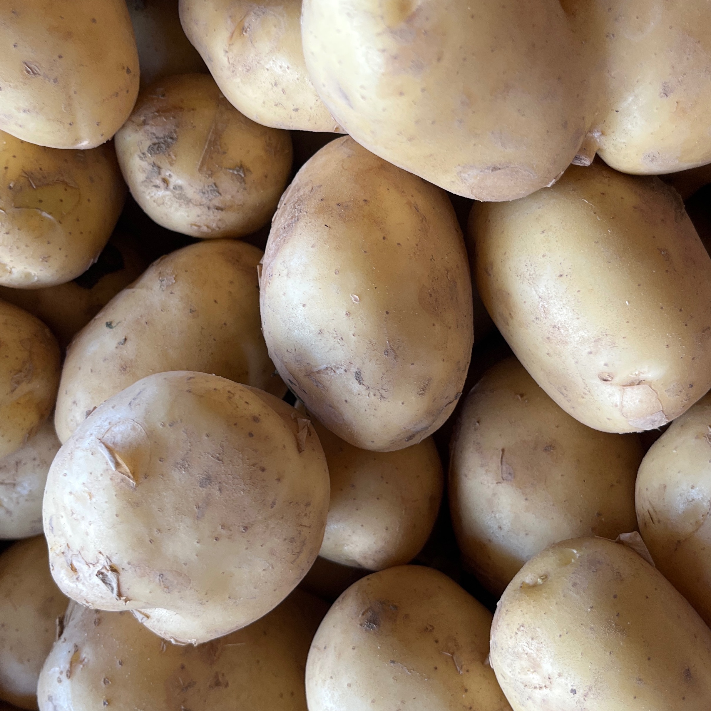 POMME DE TERRE
