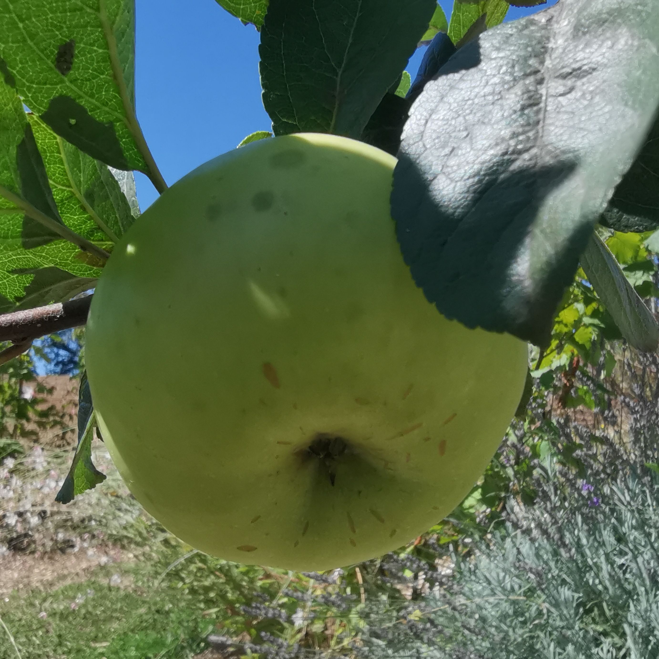 Blanche d’Espagne – M106